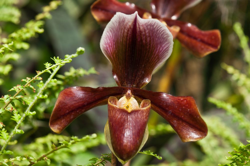 Botanischer Garten Karlsruhe IX