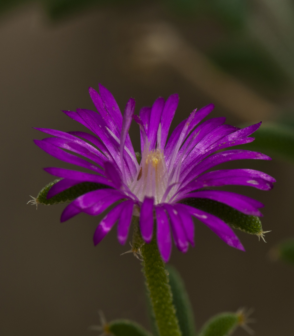 Botanischer Garten Karlsruhe VI