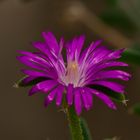 Botanischer Garten Karlsruhe VI