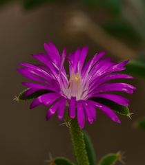 Botanischer Garten Karlsruhe VI