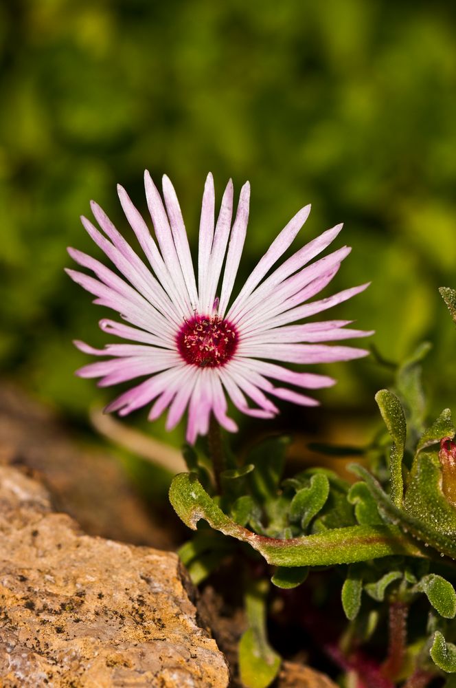 Botanischer Garten Karlsruhe VII