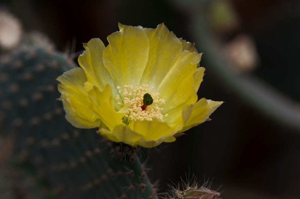 Botanischer Garten Karlsruhe VIII