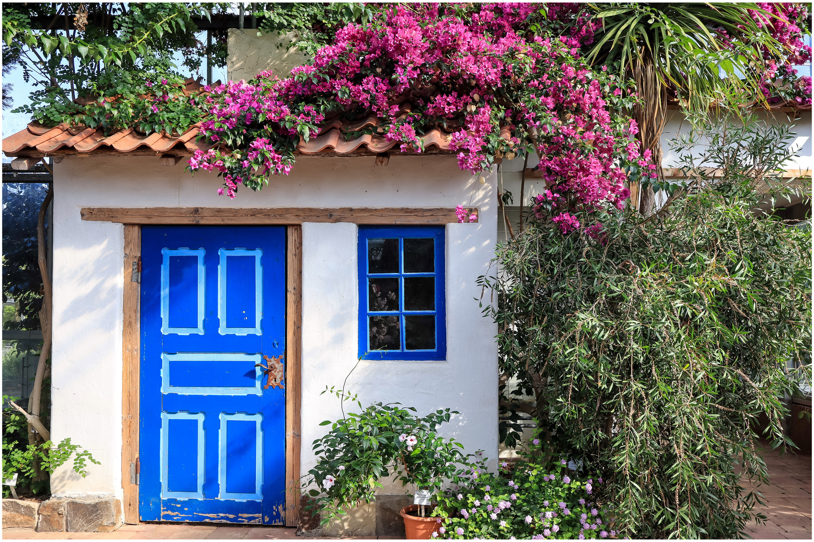 Botanischer Garten Kiel Foto & Bild | spezial, natur, blüten Bilder auf