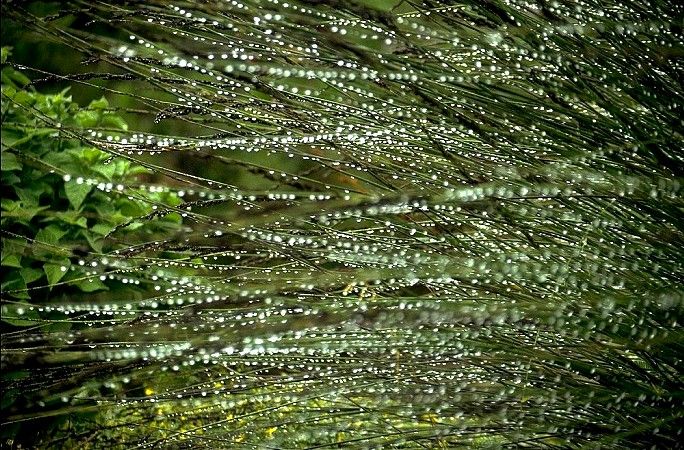 Botanischer Garten Kirstenbosch