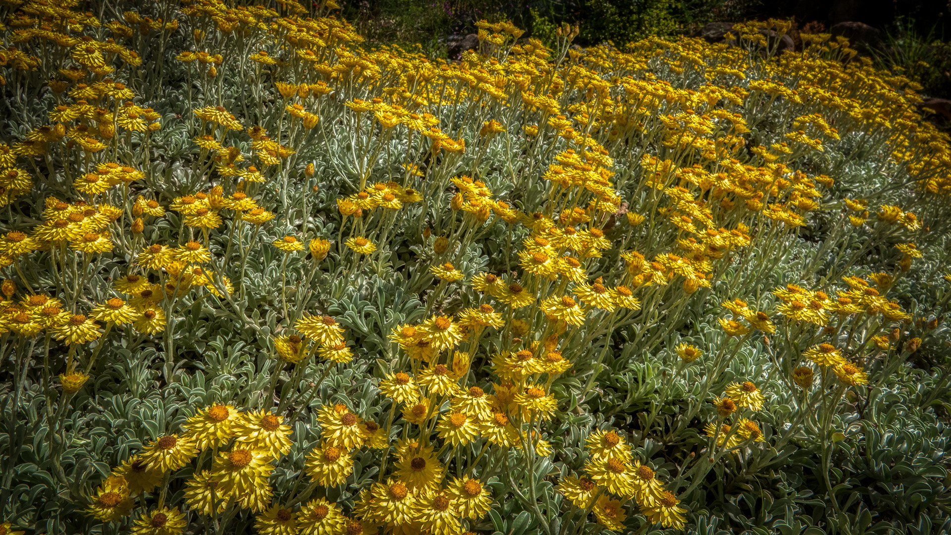 Botanischer Garten Kirstenbosch (1)