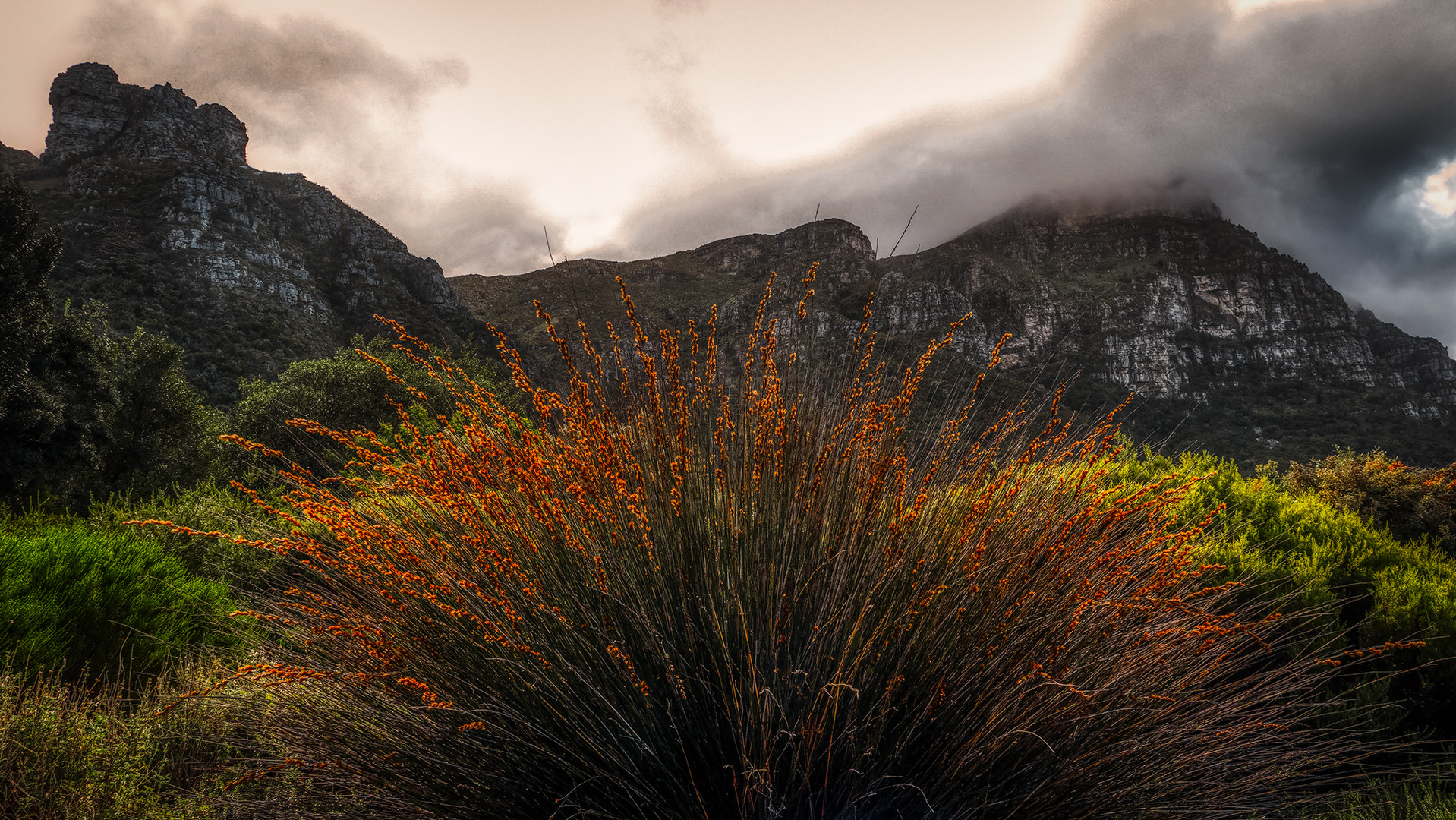 Botanischer Garten Kirstenbosch (13)