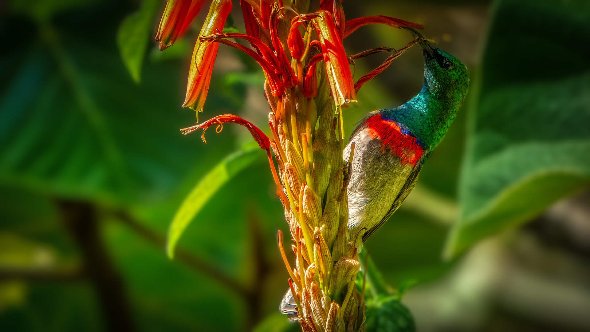 Botanischer Garten Kirstenbosch (5)