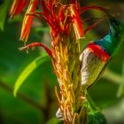 Botanischer Garten Kirstenbosch (5)