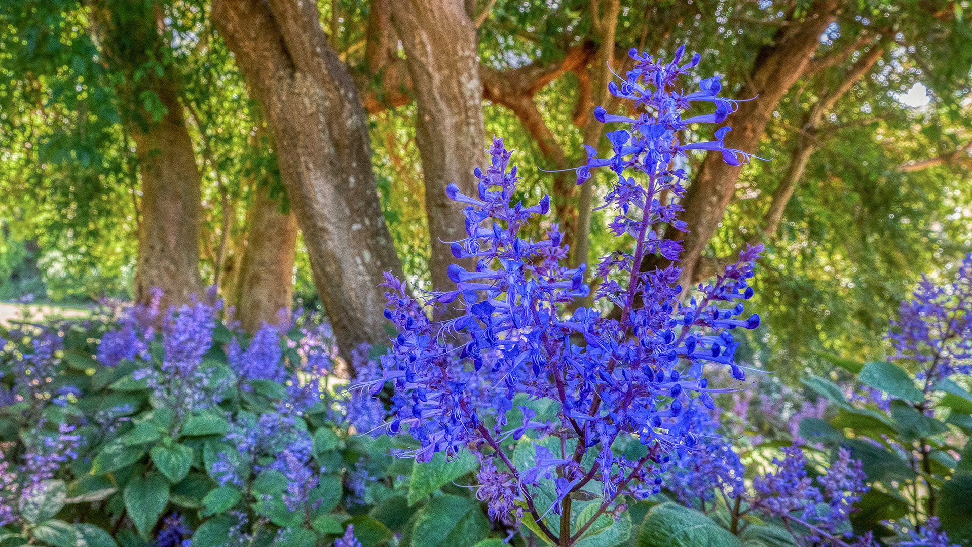 Botanischer Garten Kirstenbosch (6)