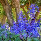 Botanischer Garten Kirstenbosch (6)