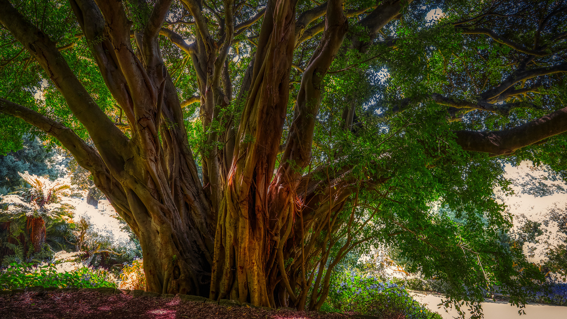 Botanischer Garten Kirstenbosch (7)