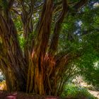 Botanischer Garten Kirstenbosch (7)