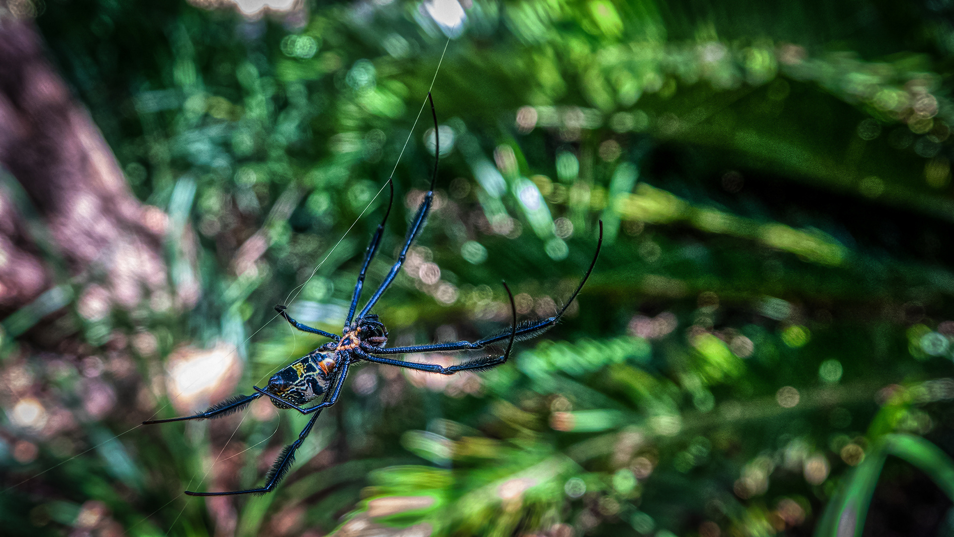 Botanischer Garten Kirstenbosch (8)