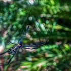 Botanischer Garten Kirstenbosch (8)