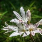 Botanischer Garten Kirstenbosch (9)