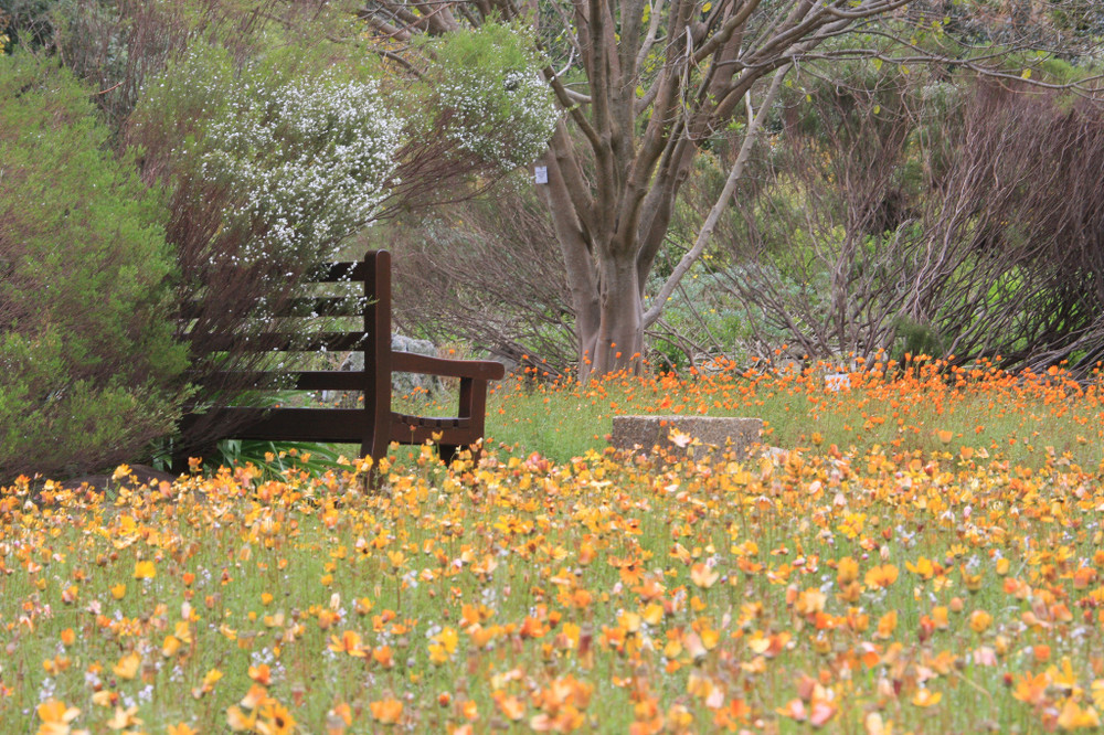 Botanischer Garten Kirstenbosch