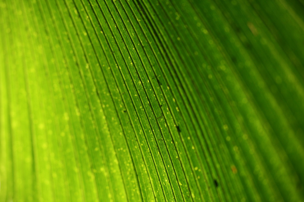 Botanischer Garten, Köln