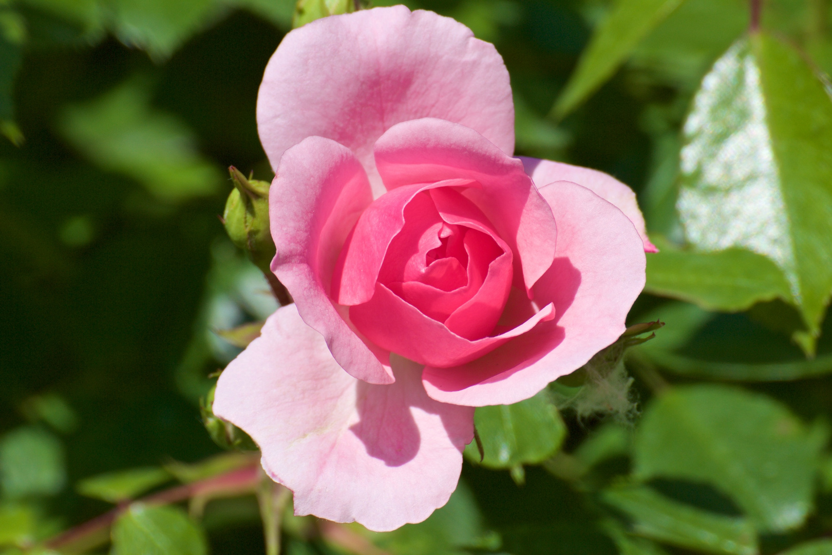 Botanischer Garten Köln