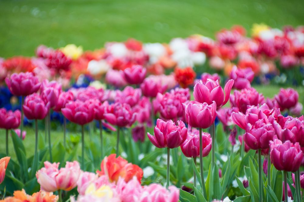 Botanischer Garten Köln Foto & Bild deutschland, europe
