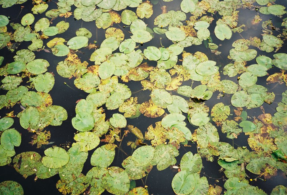 Botanischer Garten Kopenhagen I Foto Bild Pflanzen Pilze