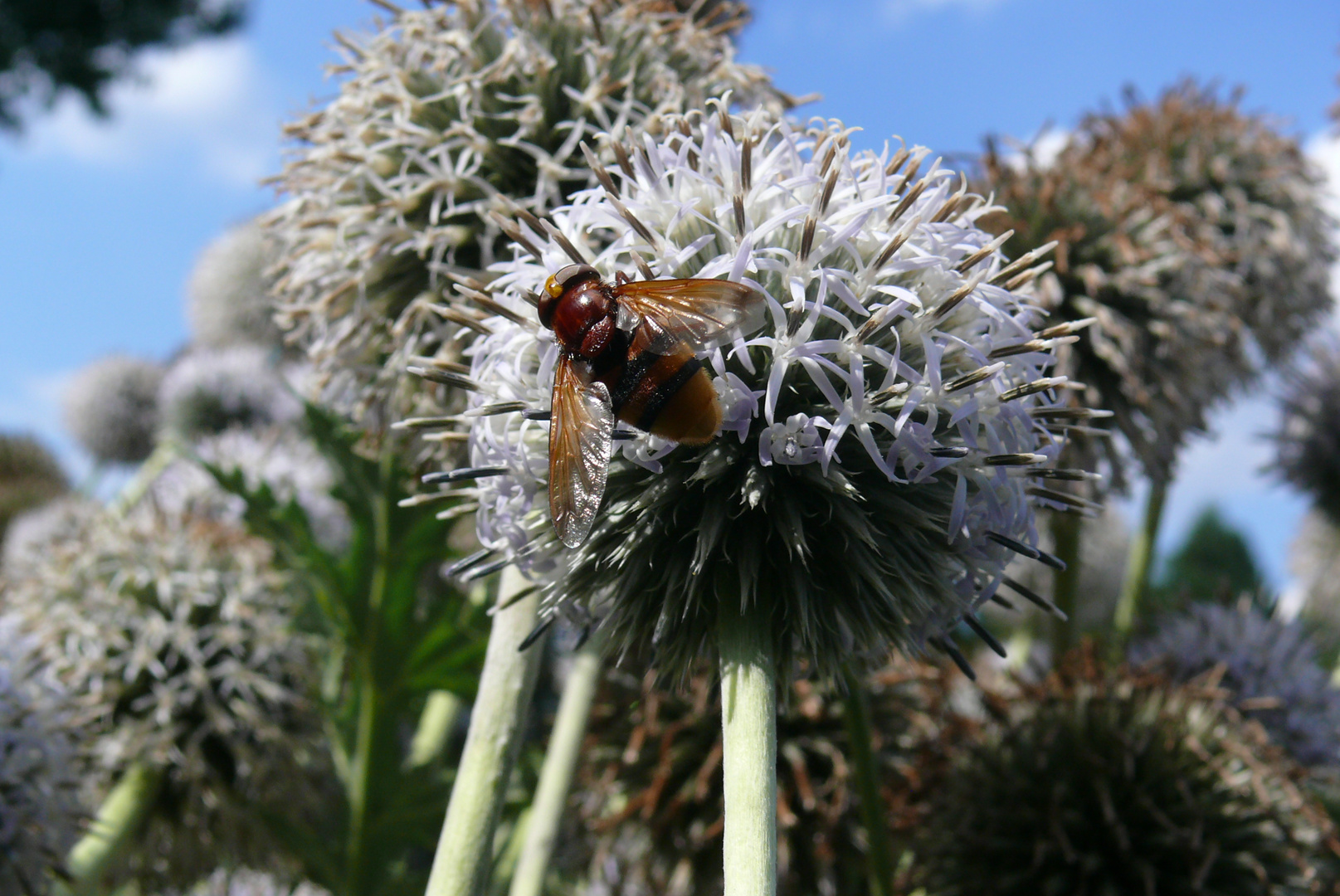 Botanischer Garten Krefeld (1)