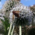 Botanischer Garten Krefeld (1)