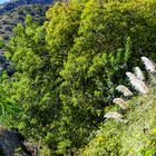 Botanischer Garten - La Gomera