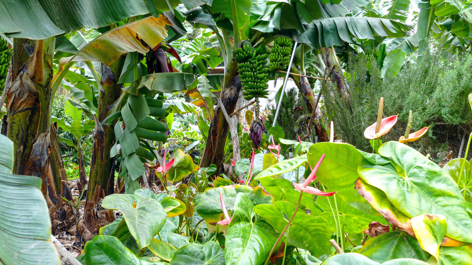 Botanischer Garten - La Gomera