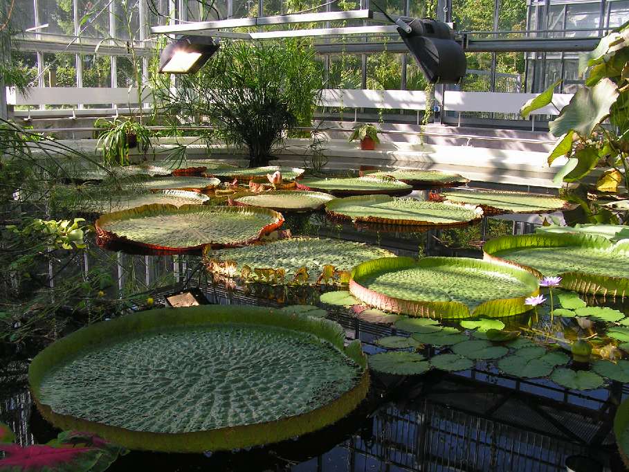43+ Bilder Von Botanischer Garten Der Universität Leipzig, Hier