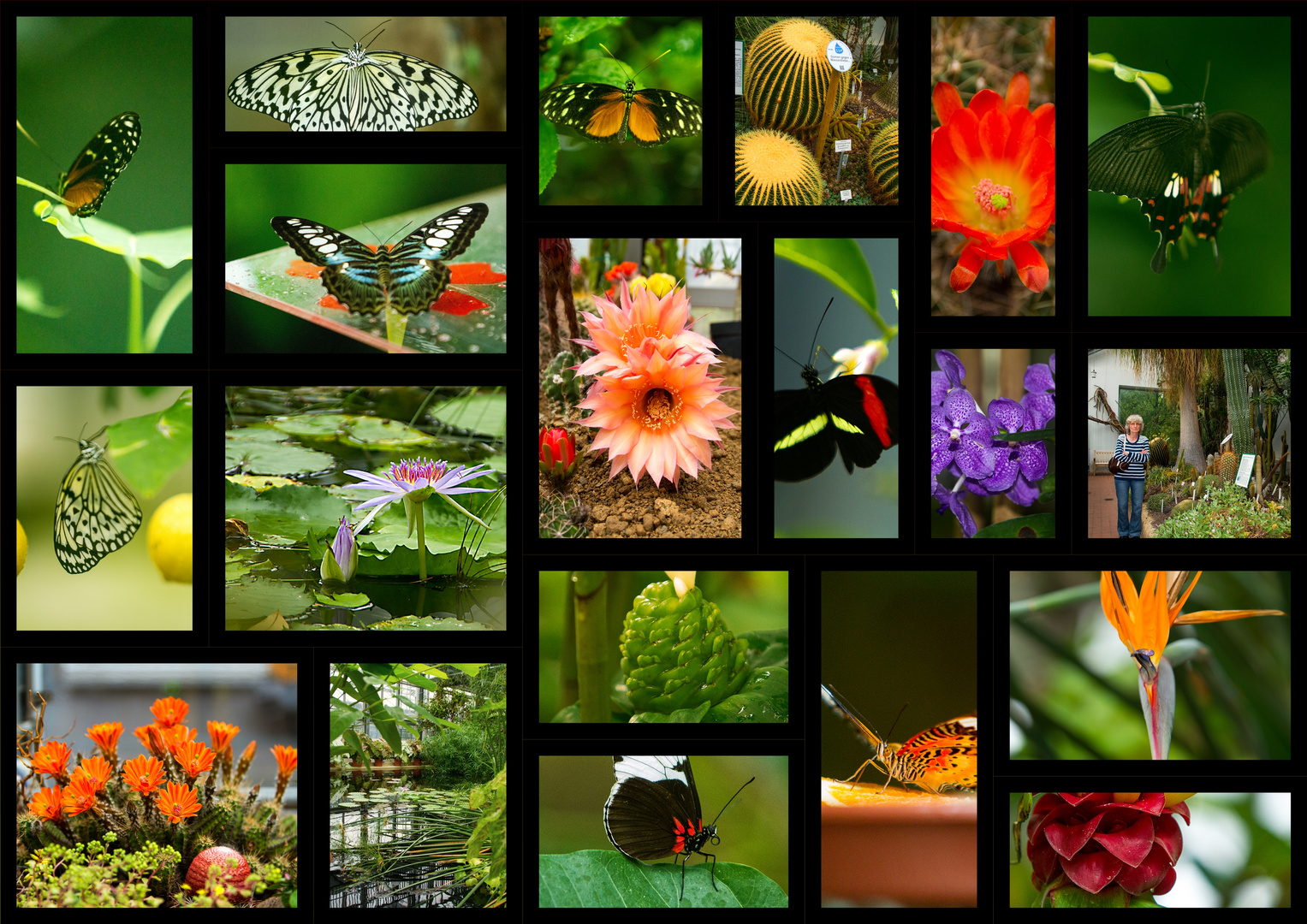 Botanischer Garten Leipzig Foto Bild Pflanzen Pilze