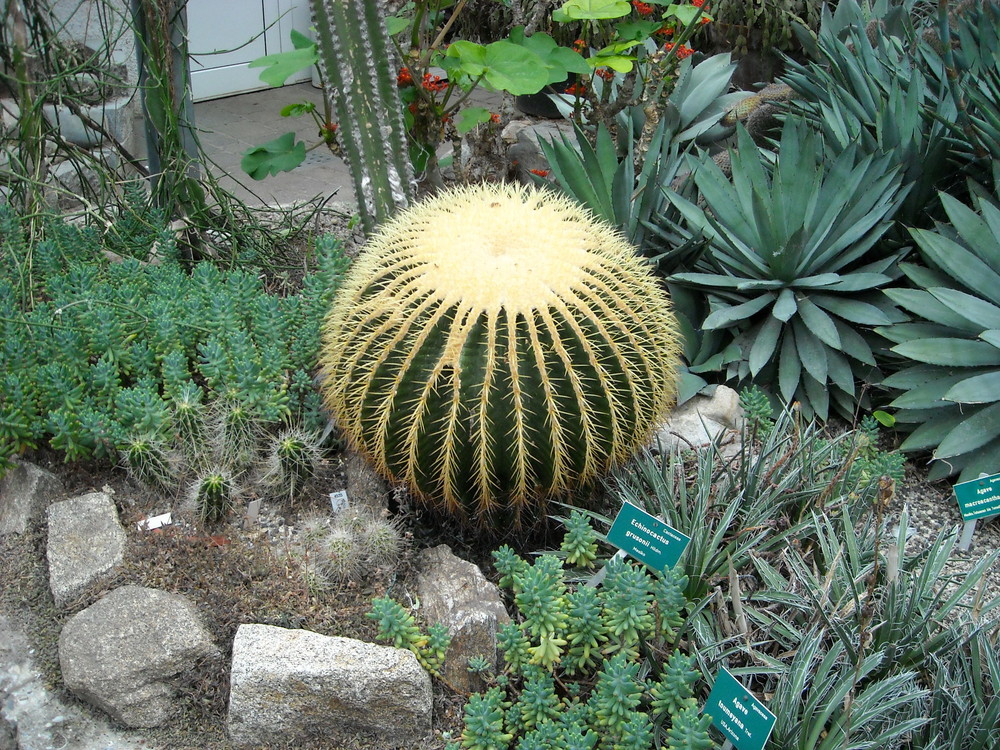 Botanischer Garten Linz Foto Bild Landschaft Garten