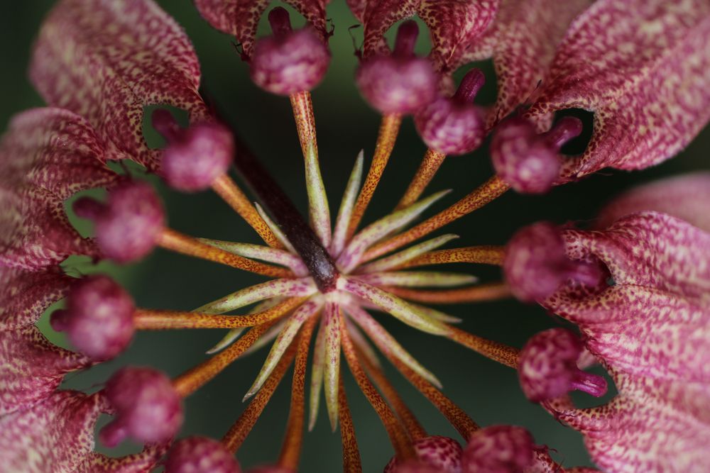 Botanischer Garten Linz