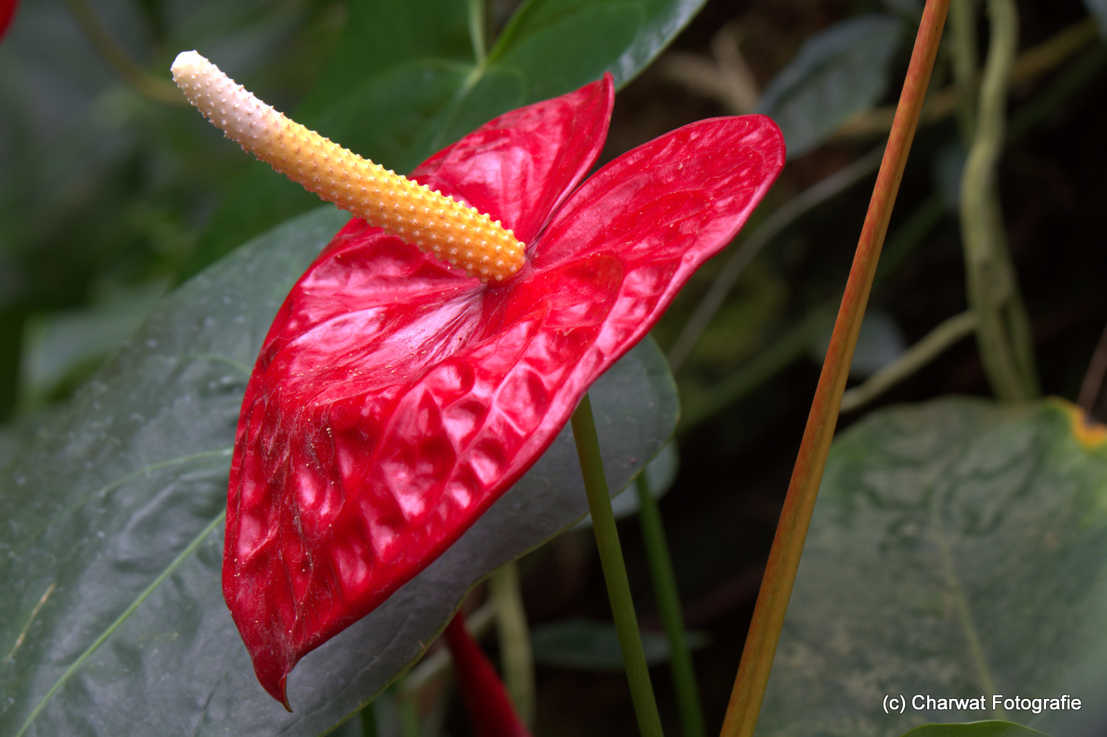 Botanischer Garten Linz Flamingoblume