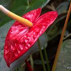 Botanischer Garten Linz Flamingoblume