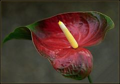 Botanischer Garten Linz/OÖ