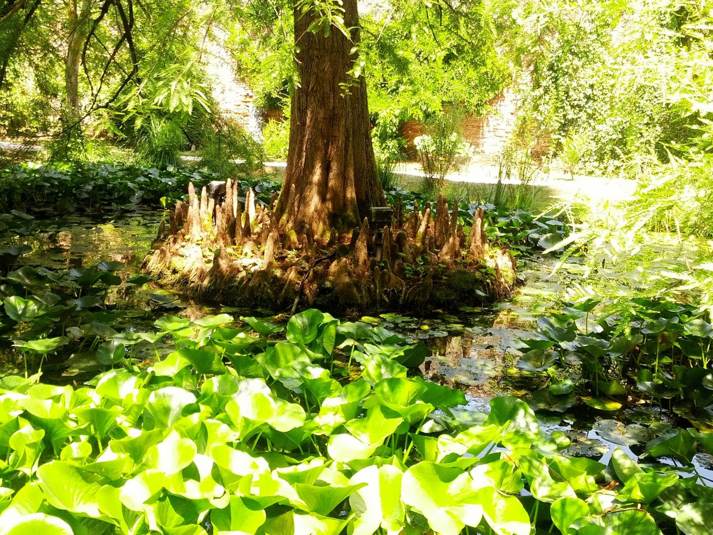 botanischer garten - lucca