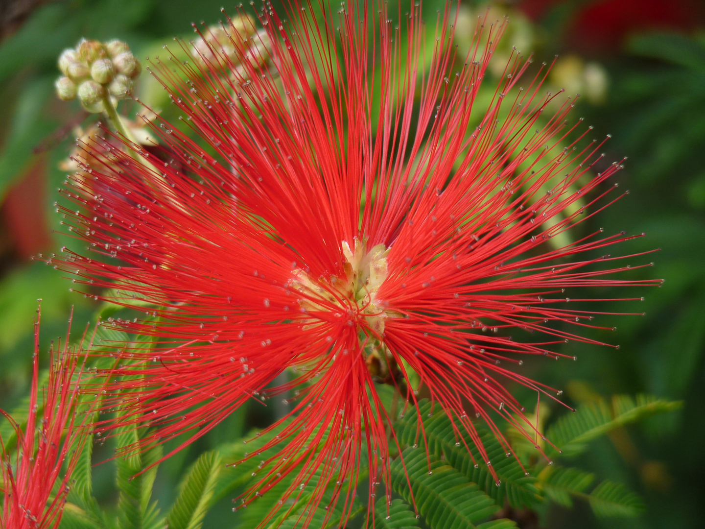 Botanischer Garten Madeira 2