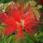 Botanischer Garten Madeira 2