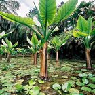 Botanischer Garten Mahe Seychellen