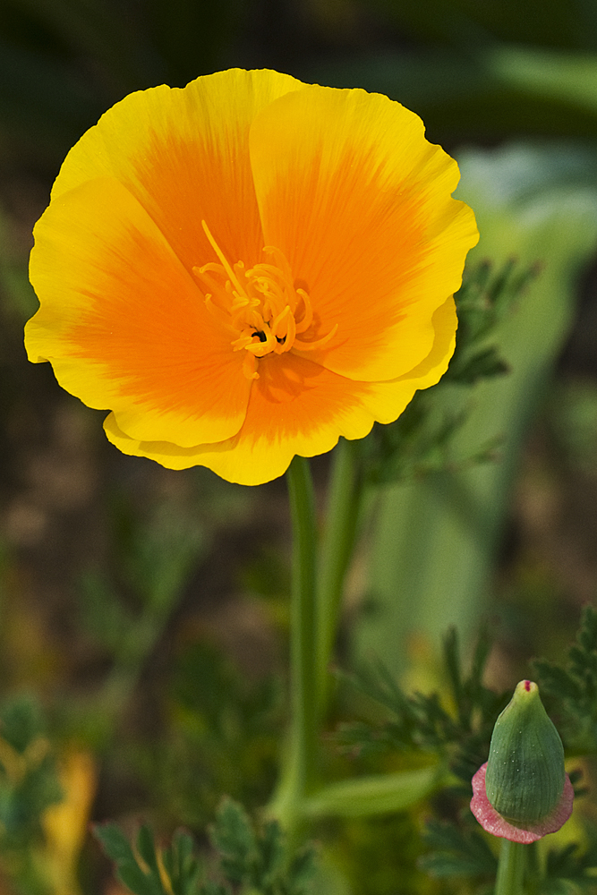 Botanischer Garten Mai 2011___