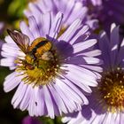 Botanischer Garten  makro 