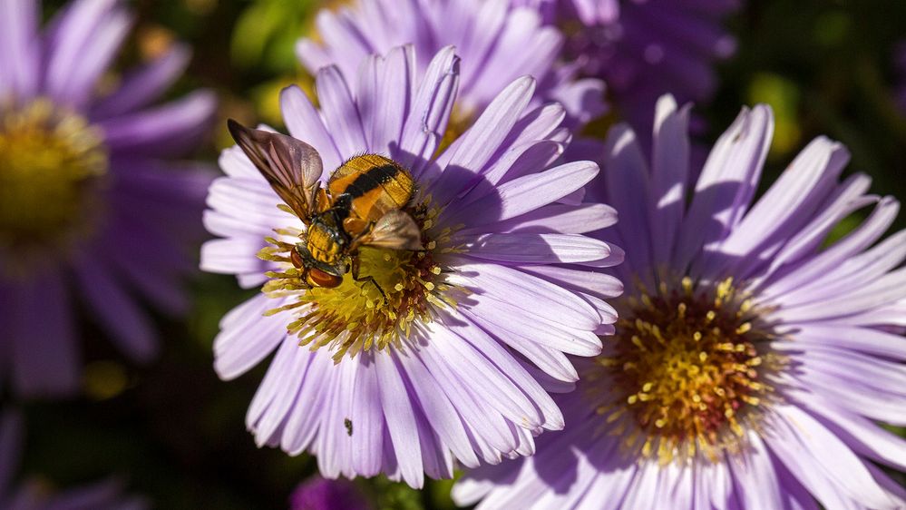 Botanischer Garten  makro 