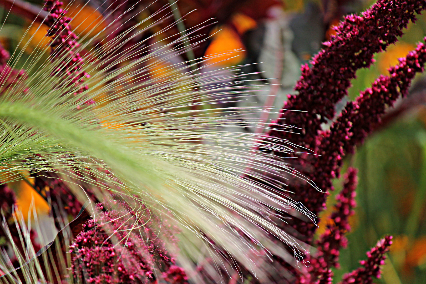 Botanischer Garten mal anders