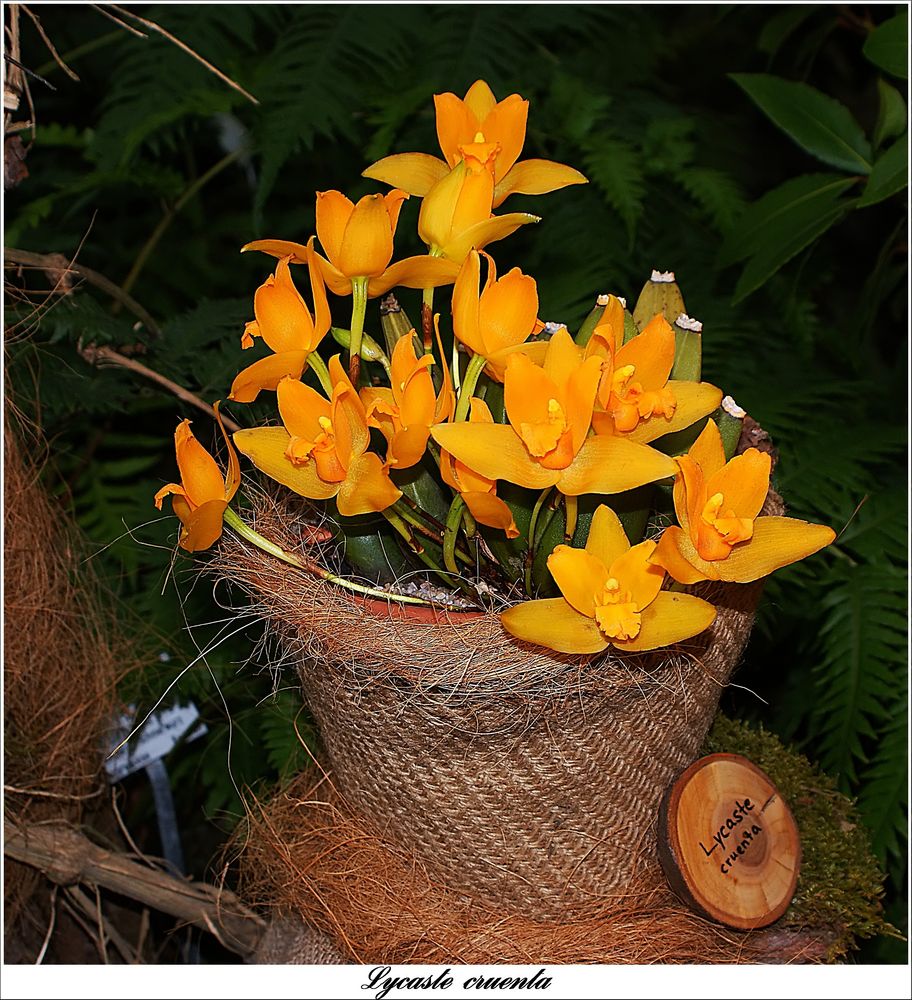 Botanischer Garten Marburg