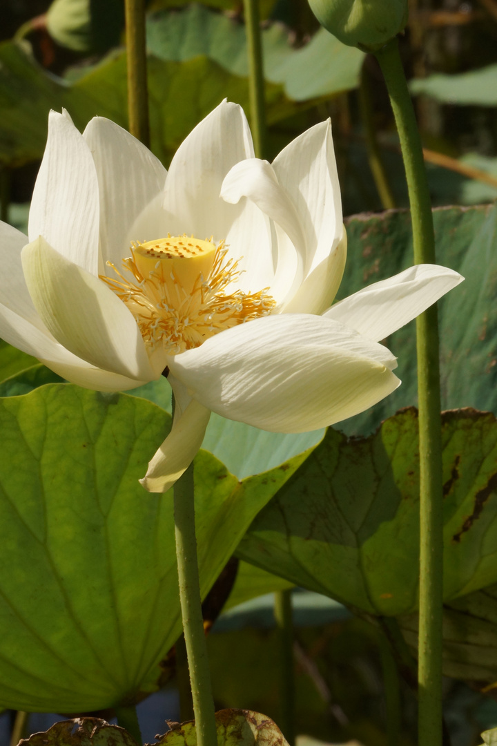 Botanischer Garten, Mauritius