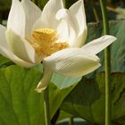 Botanischer Garten, Mauritius