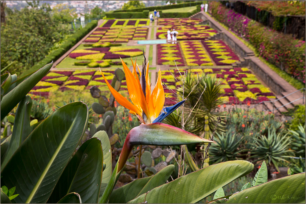Botanischer Garten mit Strelizien Madaira 2015