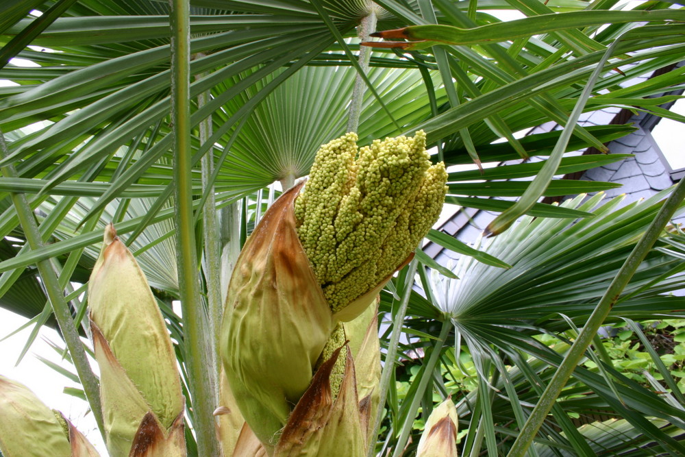 Botanischer-Garten-Mörse 9