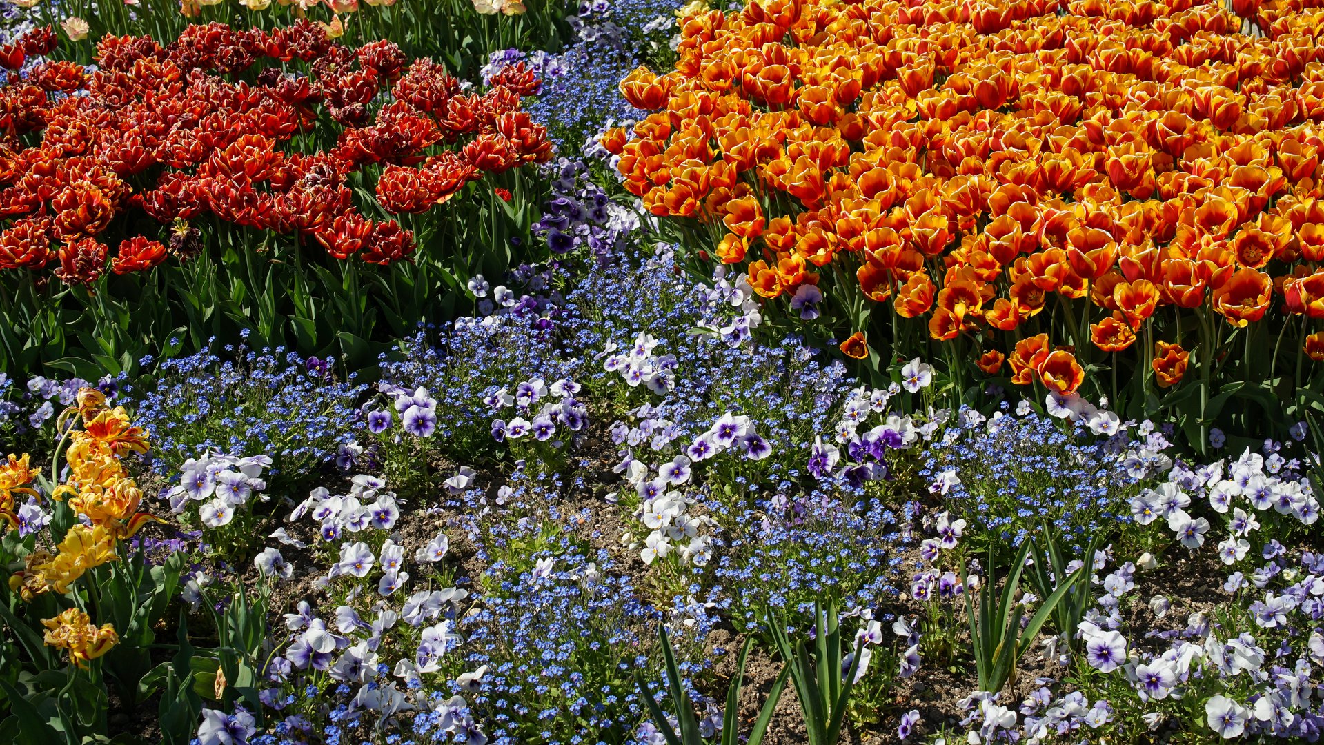 Botanischer Garten MUC Foto & Bild | münchen, frühling ...