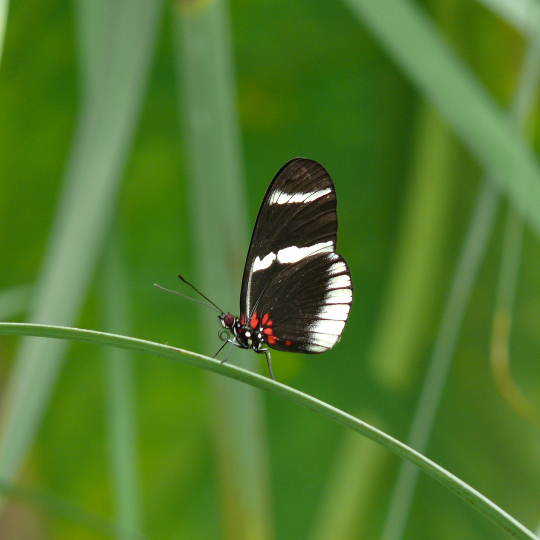 Botanischer Garten MUC